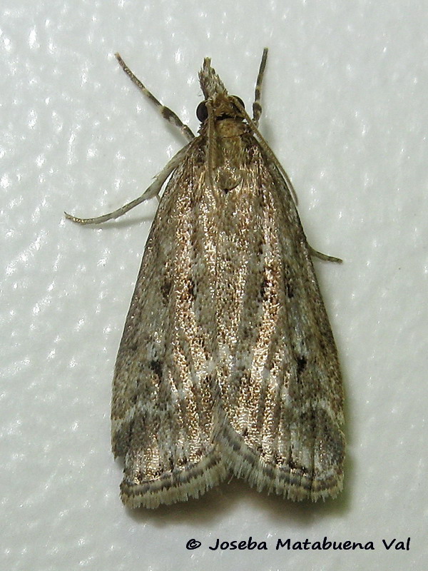 Eudonia pallida - Crambidae